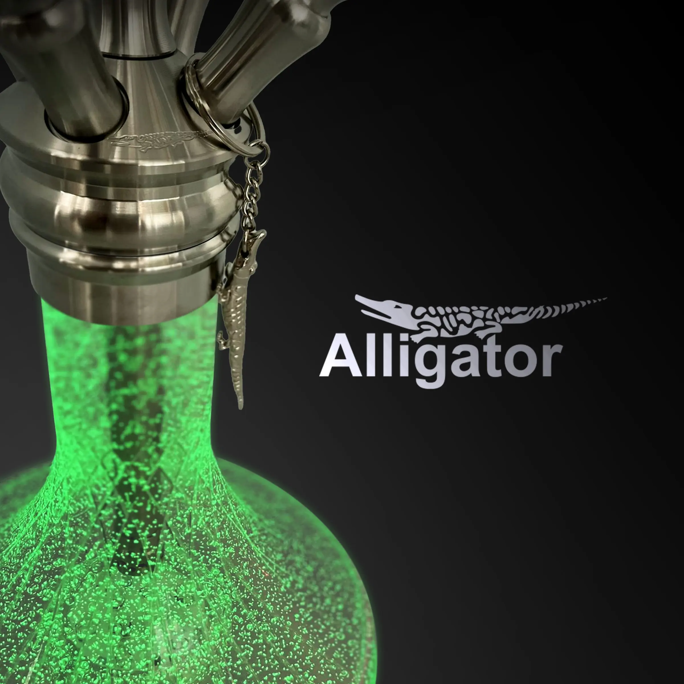Alligator