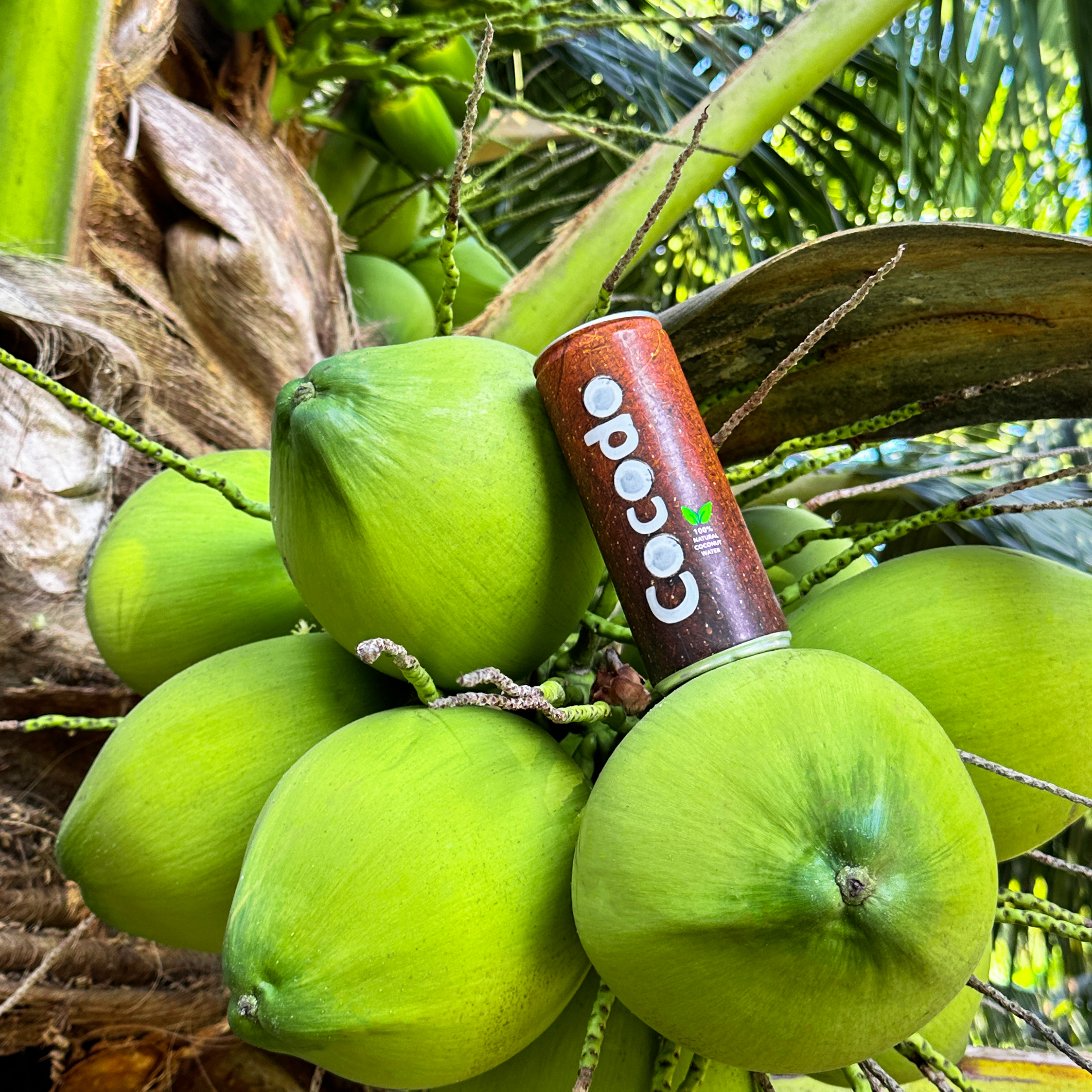 Cocodo - 100% Natürliches Kokosnusswasser | Kalorienarm, Frisch & Zusatzstofffrei  8